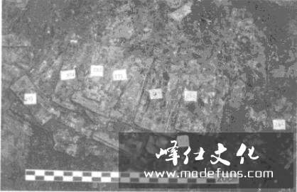 东山皮甲出土局部